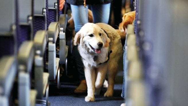 Wingo estrena servicio de transporte internacional de mascotas en cabina